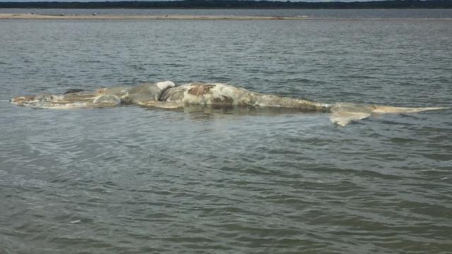 La baleine noire était dans un état de décomposition avancée. La baleine noire était dans un état de décomposition avancée.