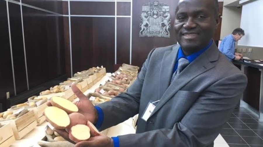 Un chercheur montre des pommes de terre Un chercheur montre des pommes de terre