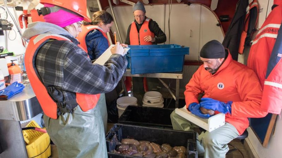 L'équipe de chercheurs effectue le relevé entre Cap Gaspé et Sainte-Anne-des-Monts. L'équipe de chercheurs effectue le relevé entre Cap Gaspé et Sainte-Anne-des-Monts.