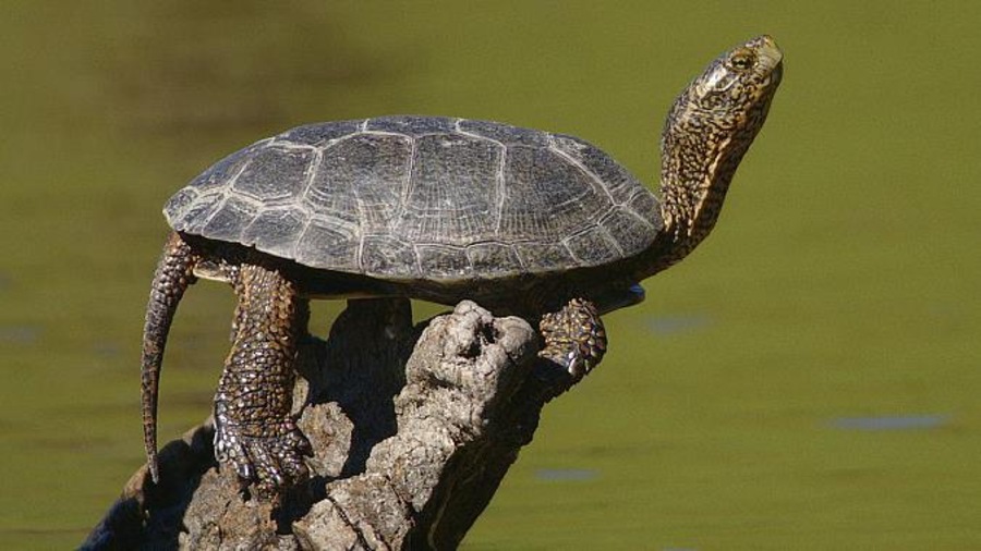 La tortue de l'Ouest fait partie des espèces disparues au Canada. La tortue de l'Ouest fait partie des espèces disparues au Canada.