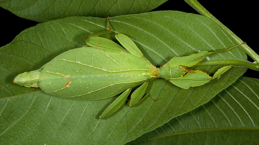 Phyllium philippinicum sur une feuille Phyllium philippinicum sur une feuille