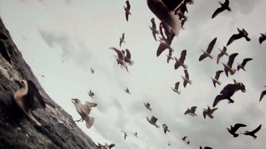 Dans un plan cadré de biais, des oiseaux volent au-dessus de la mer. Dans un plan cadré de biais, des oiseaux volent au-dessus de la mer.