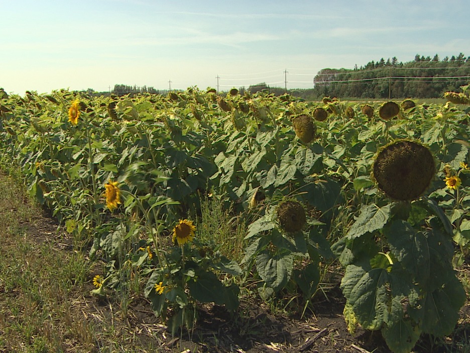 champ de tournesols en bordure de route champ de tournesols en bordure de route