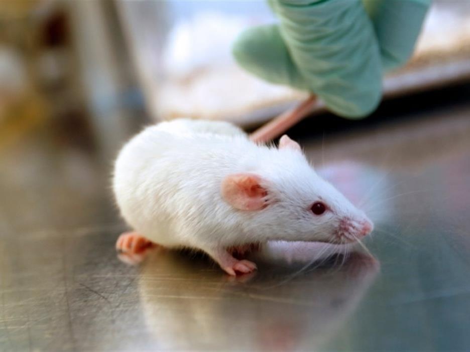 Une souris blanche, sur une table, maintenue par la main gantée d'un scientifique. Une souris blanche, sur une table, maintenue par la main gantée d'un scientifique.