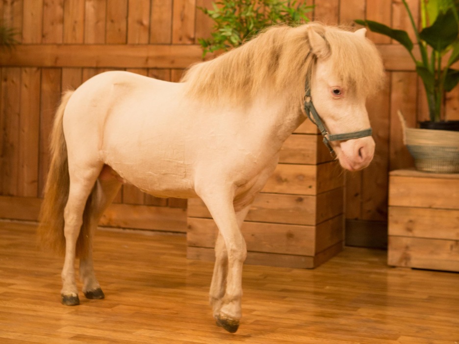 Un petit cheval blanc dans un décor de boiseries. Un petit cheval blanc dans un décor de boiseries.