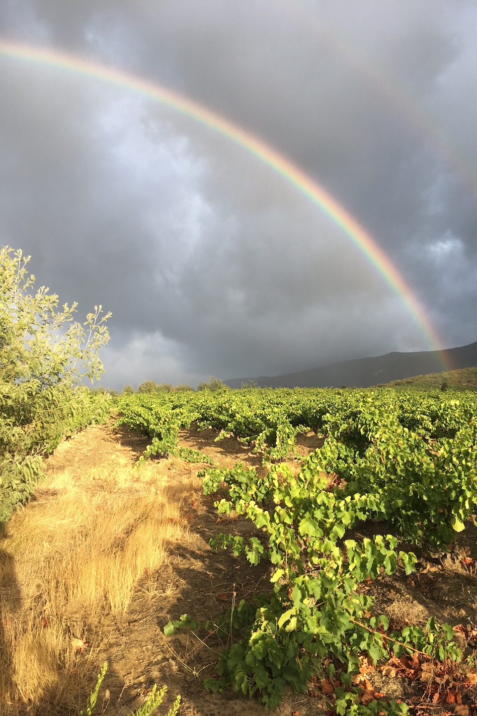 Un arc-en-ciel au-dessus de vignes Un arc-en-ciel au-dessus de vignes