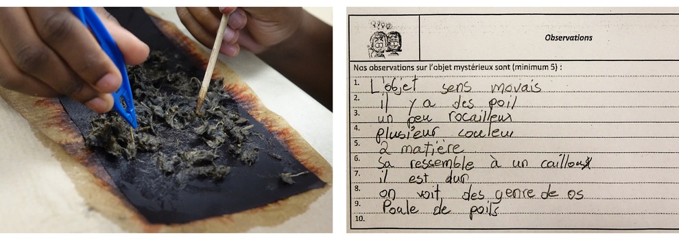 Boulette disséquée avec des pinces et notes de élèves. Boulette disséquée avec des pinces et notes de élèves.